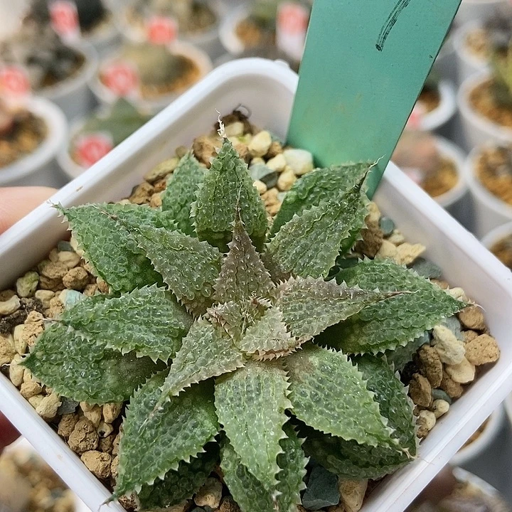 莫瑞莎1891111111111