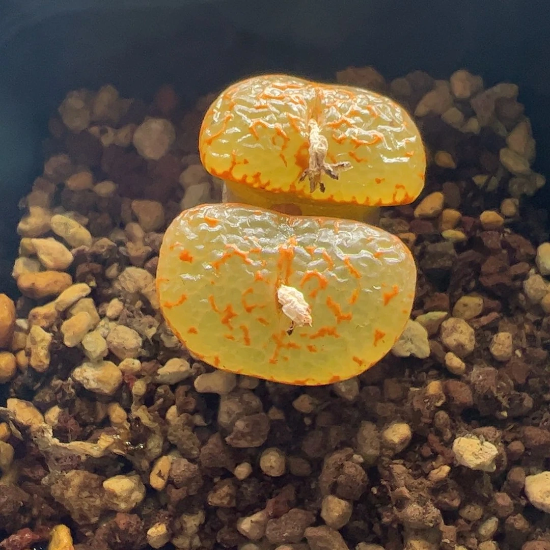 一物一拍脱土发。 807