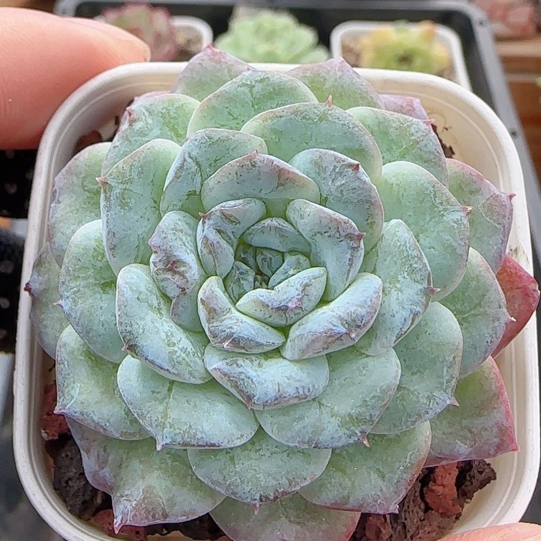 多肉0905-196福利福利