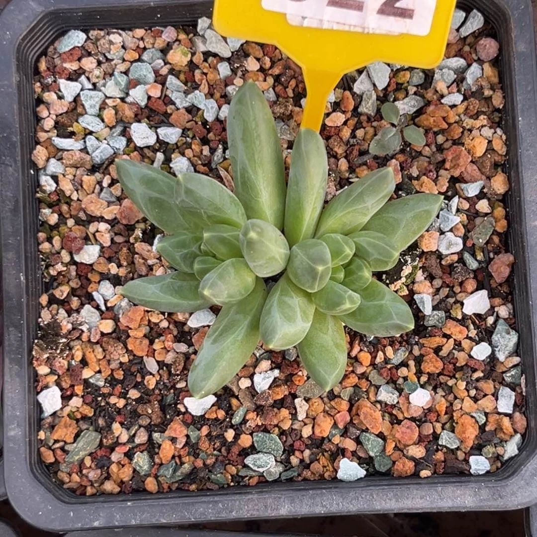 多肉植物领航员522