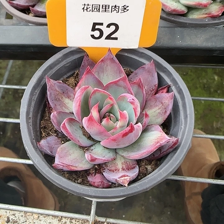 52 惊鸿仙子多肉植物6-9cm