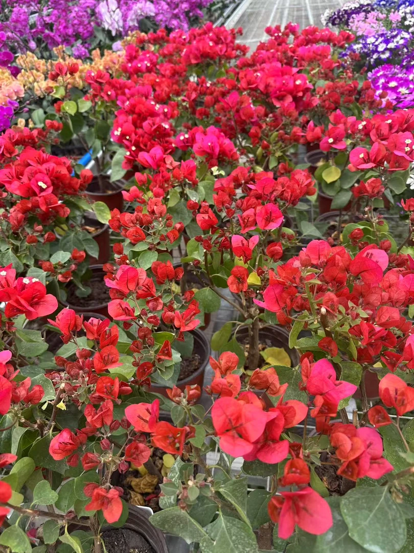 【新疆包邮】中国红云南紫三角梅花卉勤花四季开花基地直发