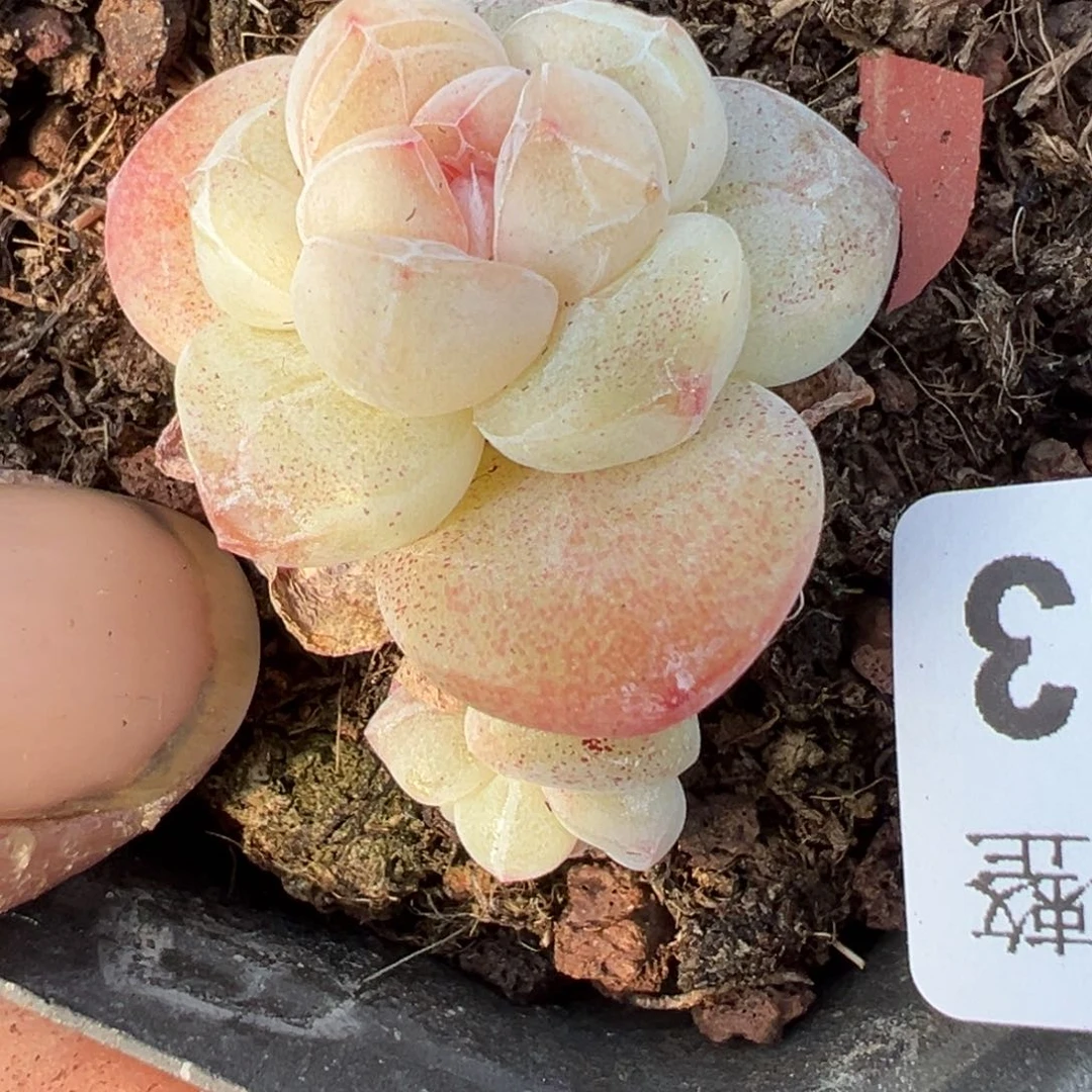 小卡拉米糖心一物一拍18-43