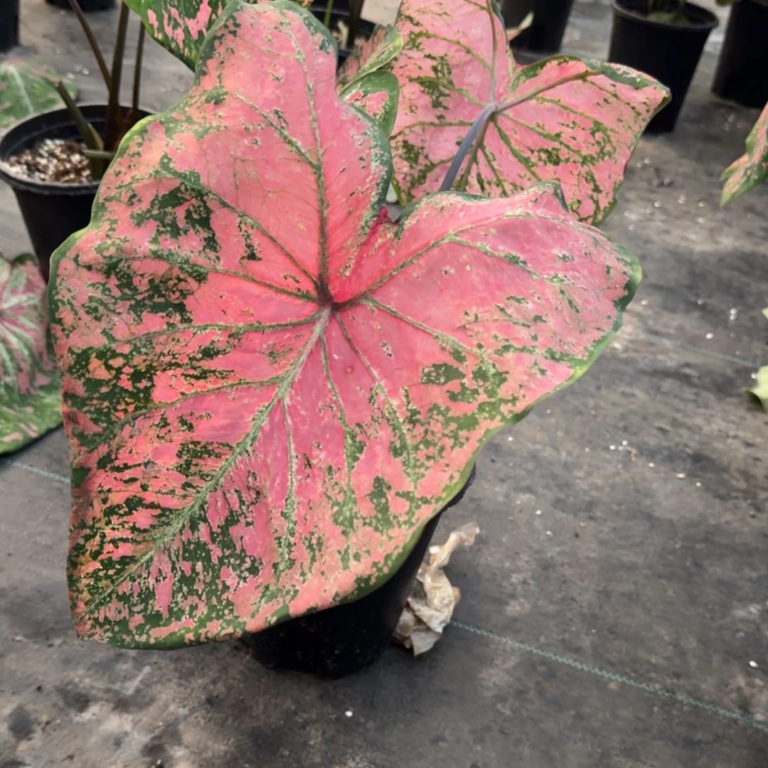 无花朵芭蕾舞鞋058彩