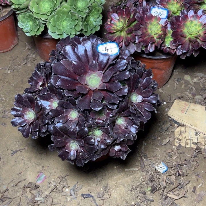 多肉植物法师老桩41