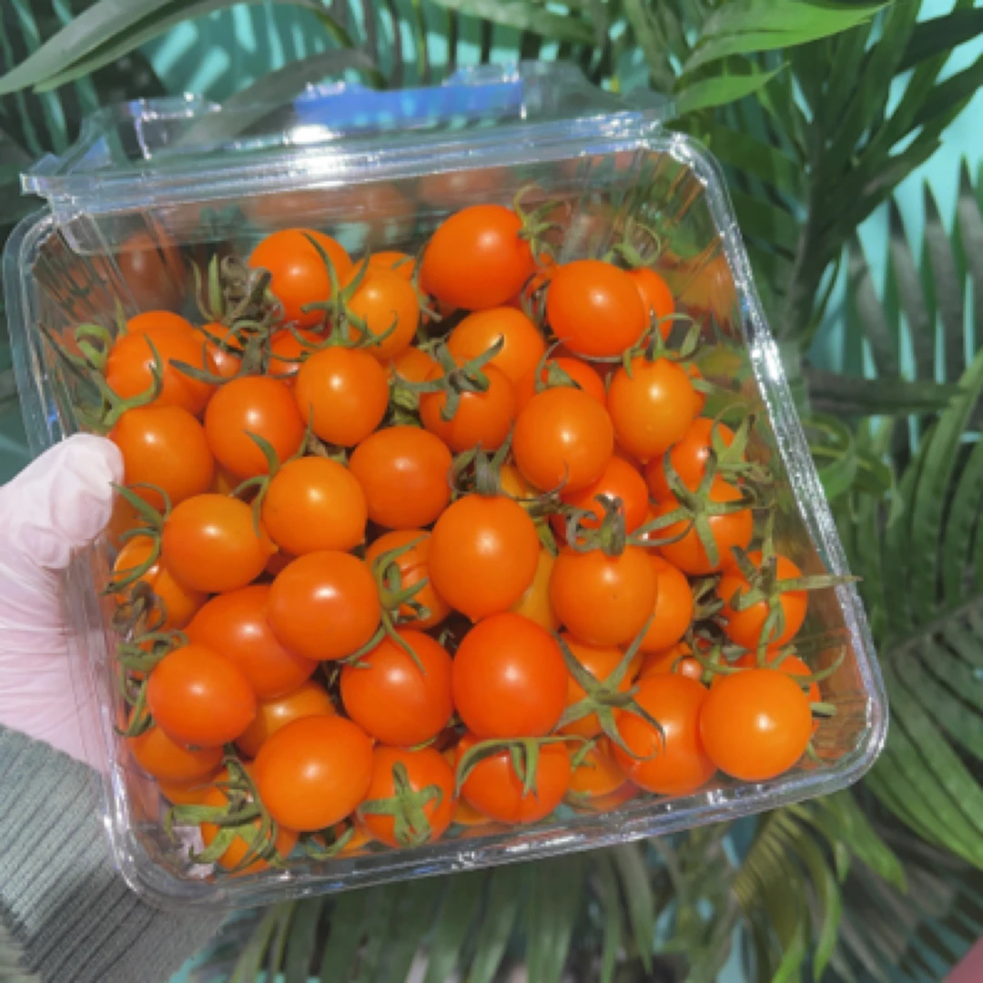 黄金豆超甜小番茄1.8斤装