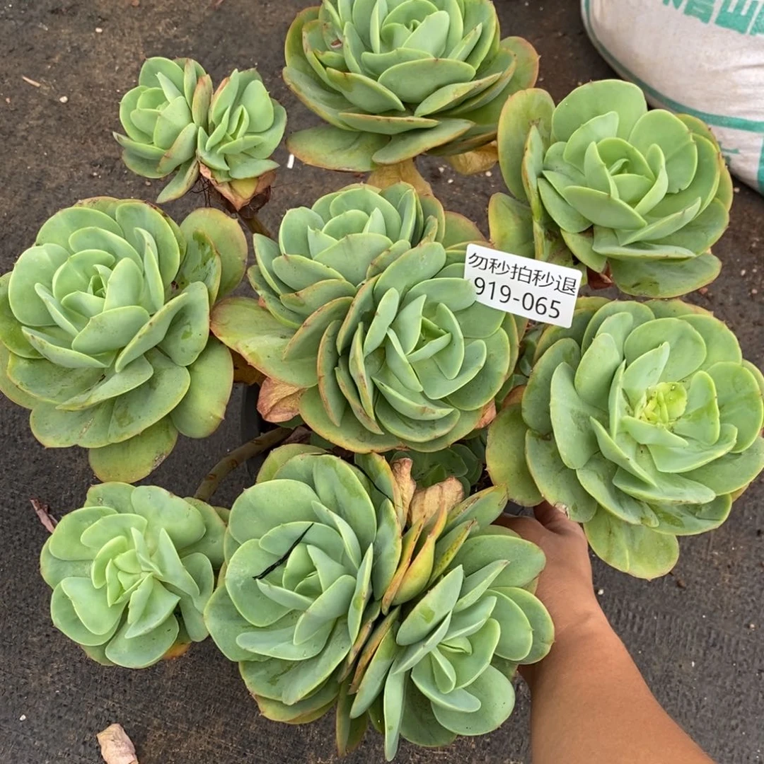 勿秒拍秒退 919-65碧桃