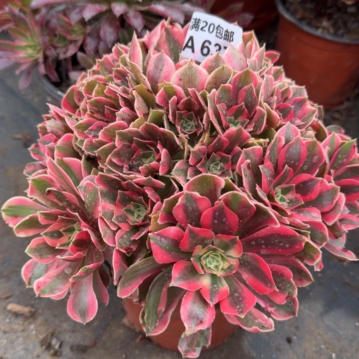 满20包邮发货637女妖20头左右