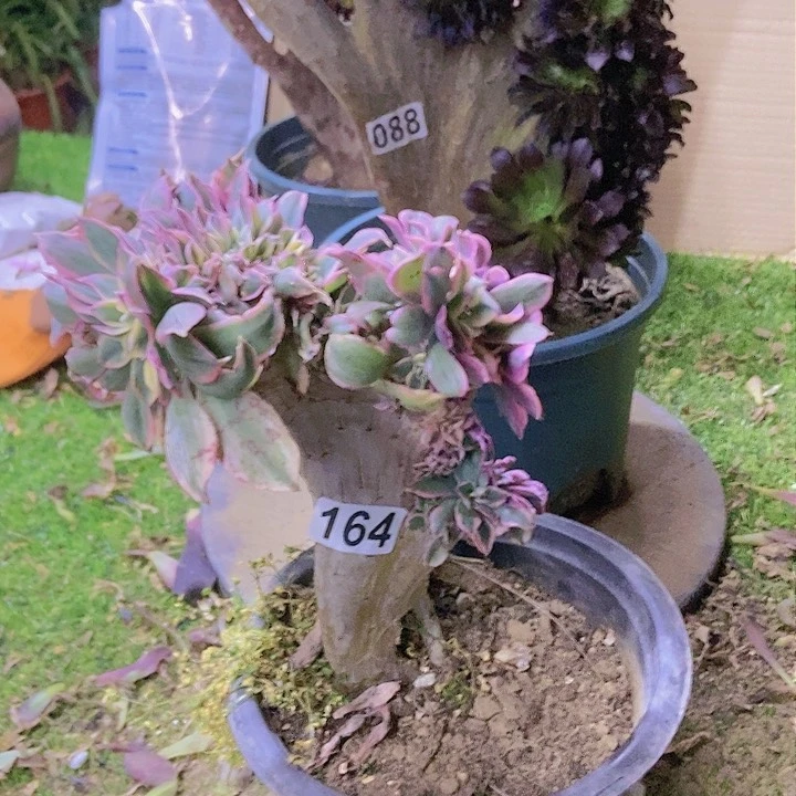 朱*164灿烂缀老板子微瑕疵