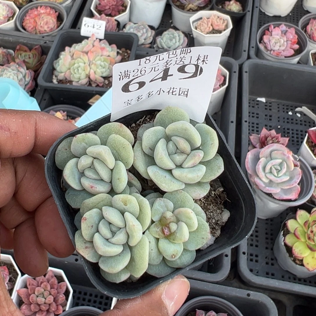 649号四头石化冰玉一物一拍满18包邮