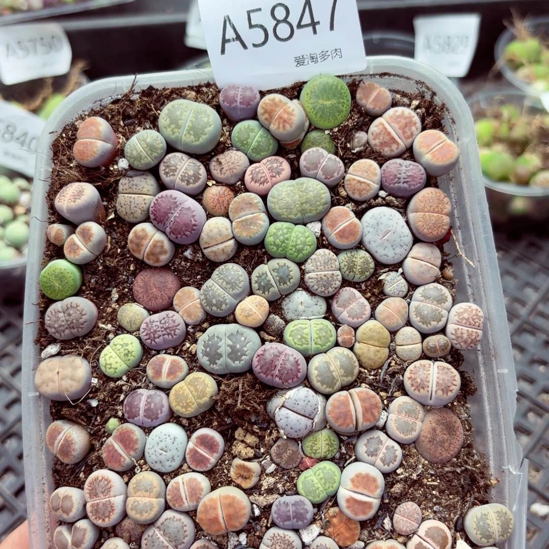 5847—生石花 生石花
