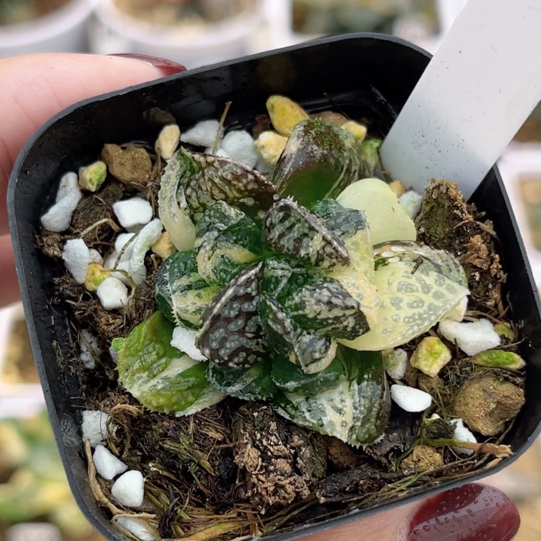 8摩多寿锦福利专场