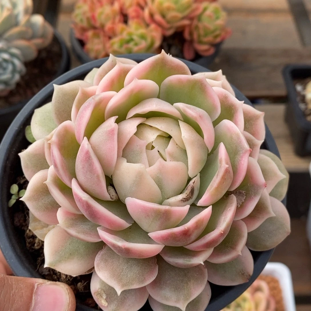 阿*哥昂斯诺多肉植物