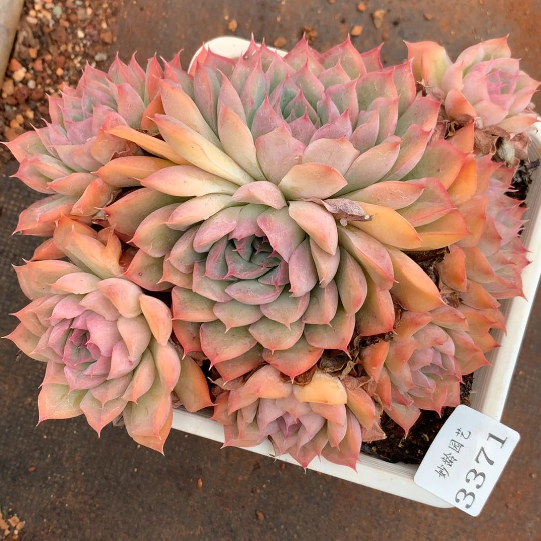 3371杂交多肉植物