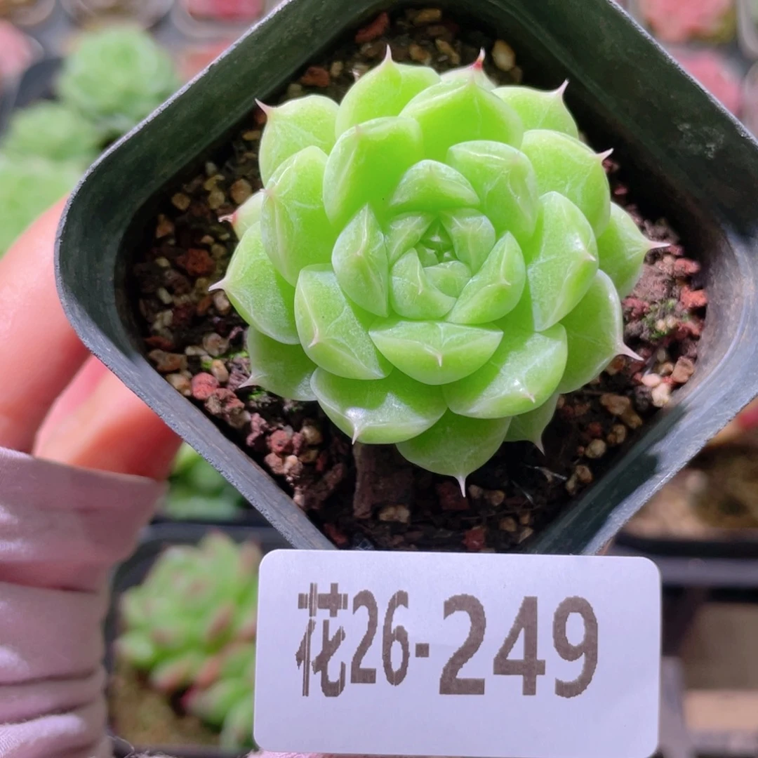 花利美26-249麦秆