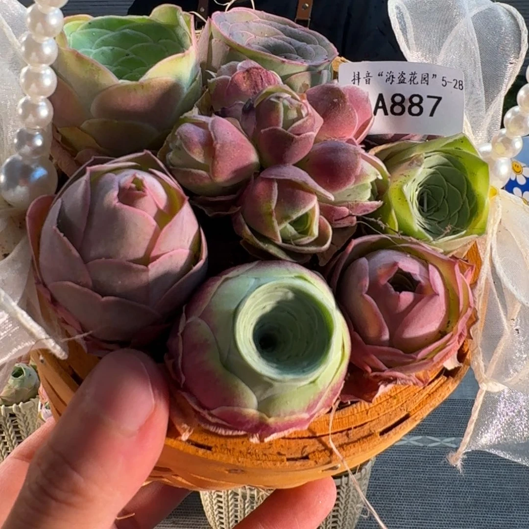P****tA887 竹编花篮玫瑰组合福利