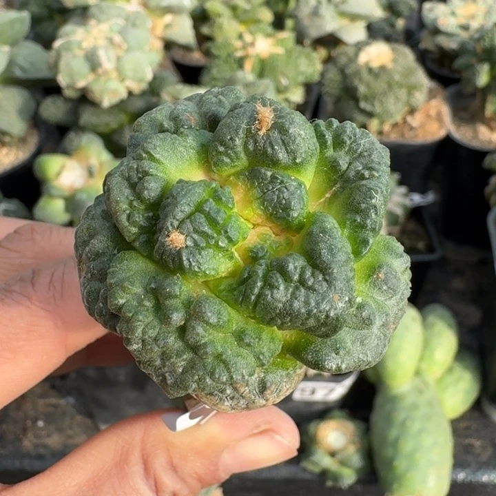 无花朵805无毛连山怒涛