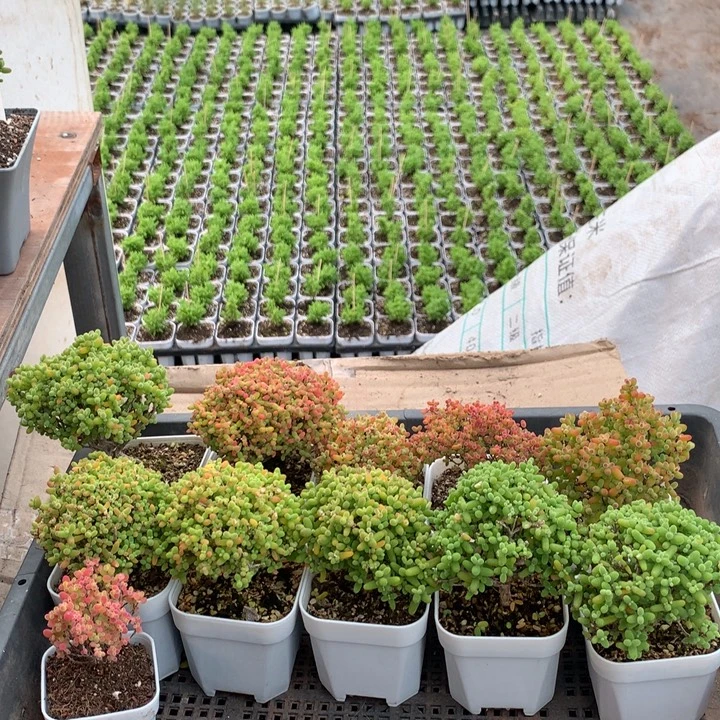 948蜜橘金橘      套餐