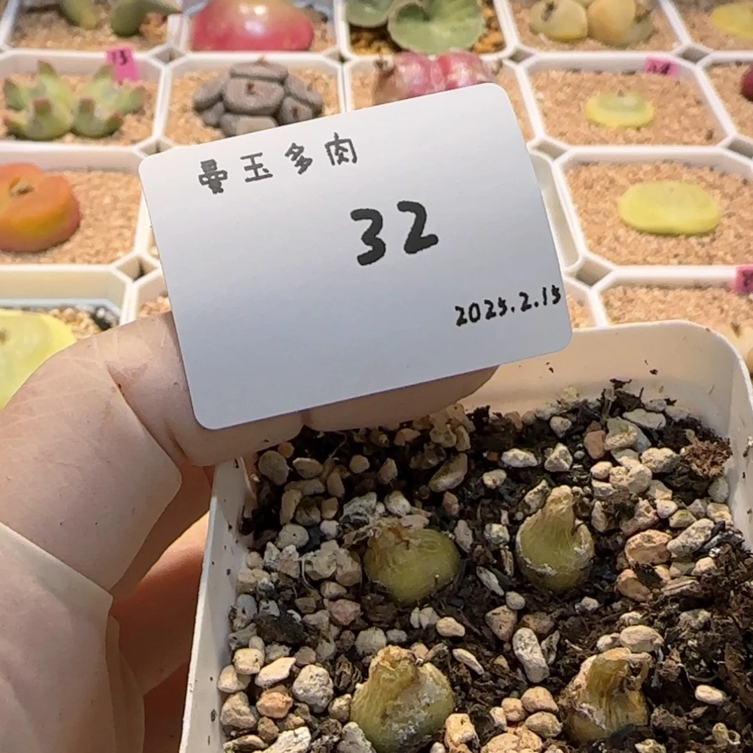 ?****欧多肉多肉多肉2.15-032