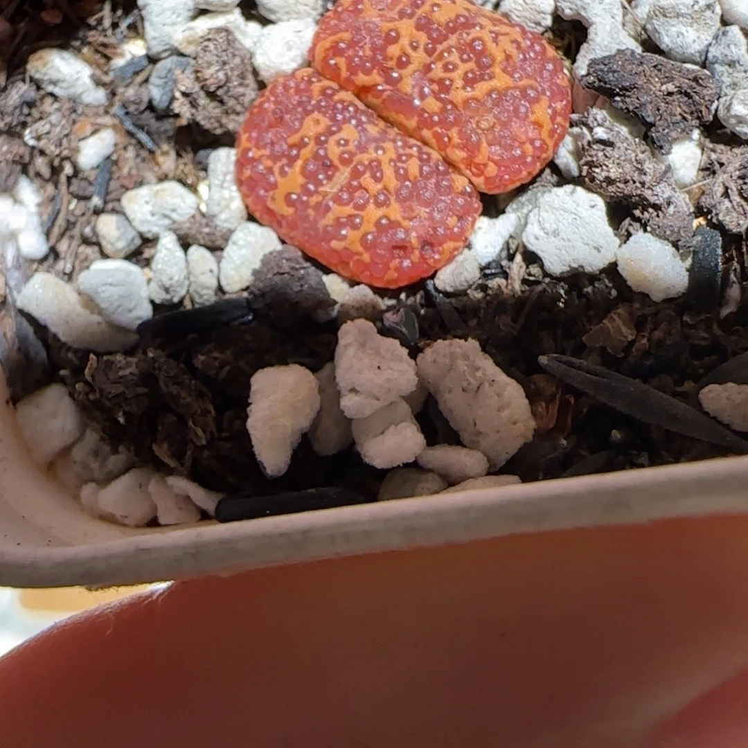 肉锥多肉植物组合-酒红泡泡勋368