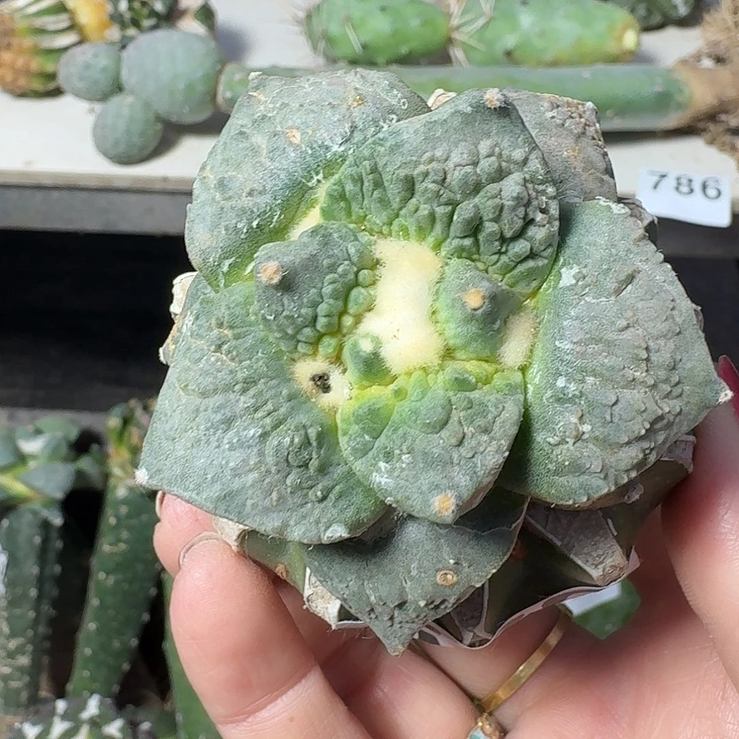 全部花朵大尤怒涛530