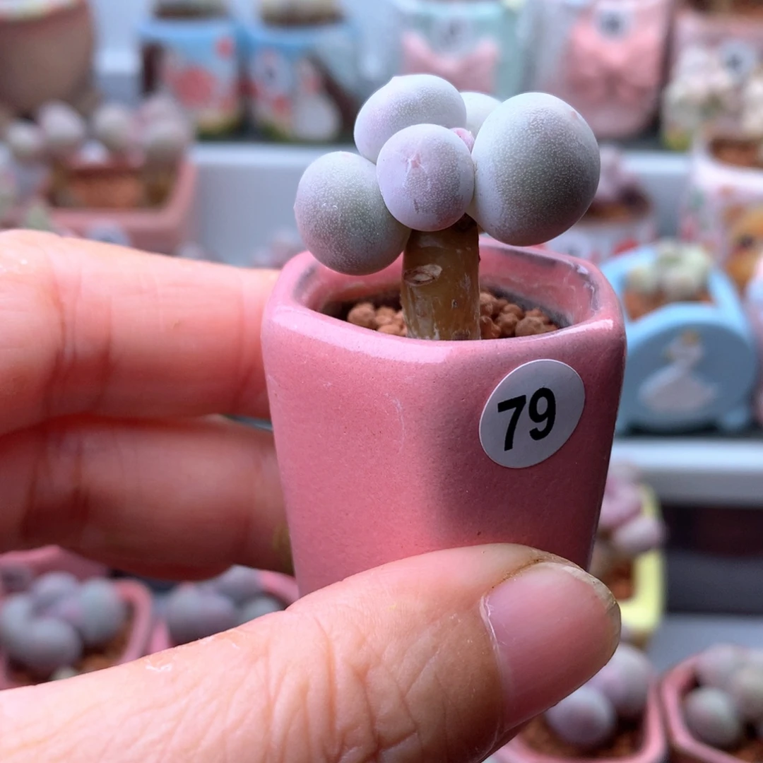 米可奶酪带盆发货