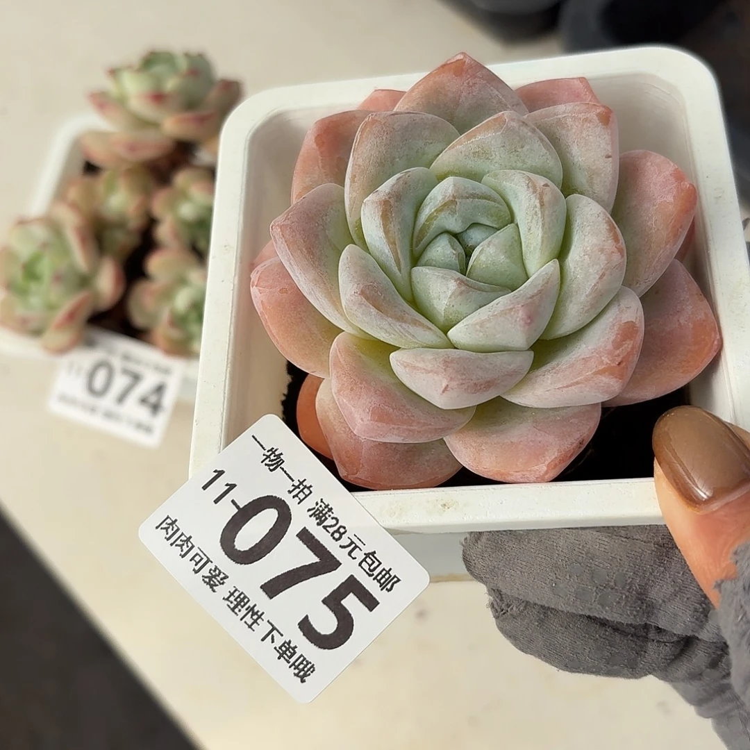 冰玉无盆土发货无盆土发货无