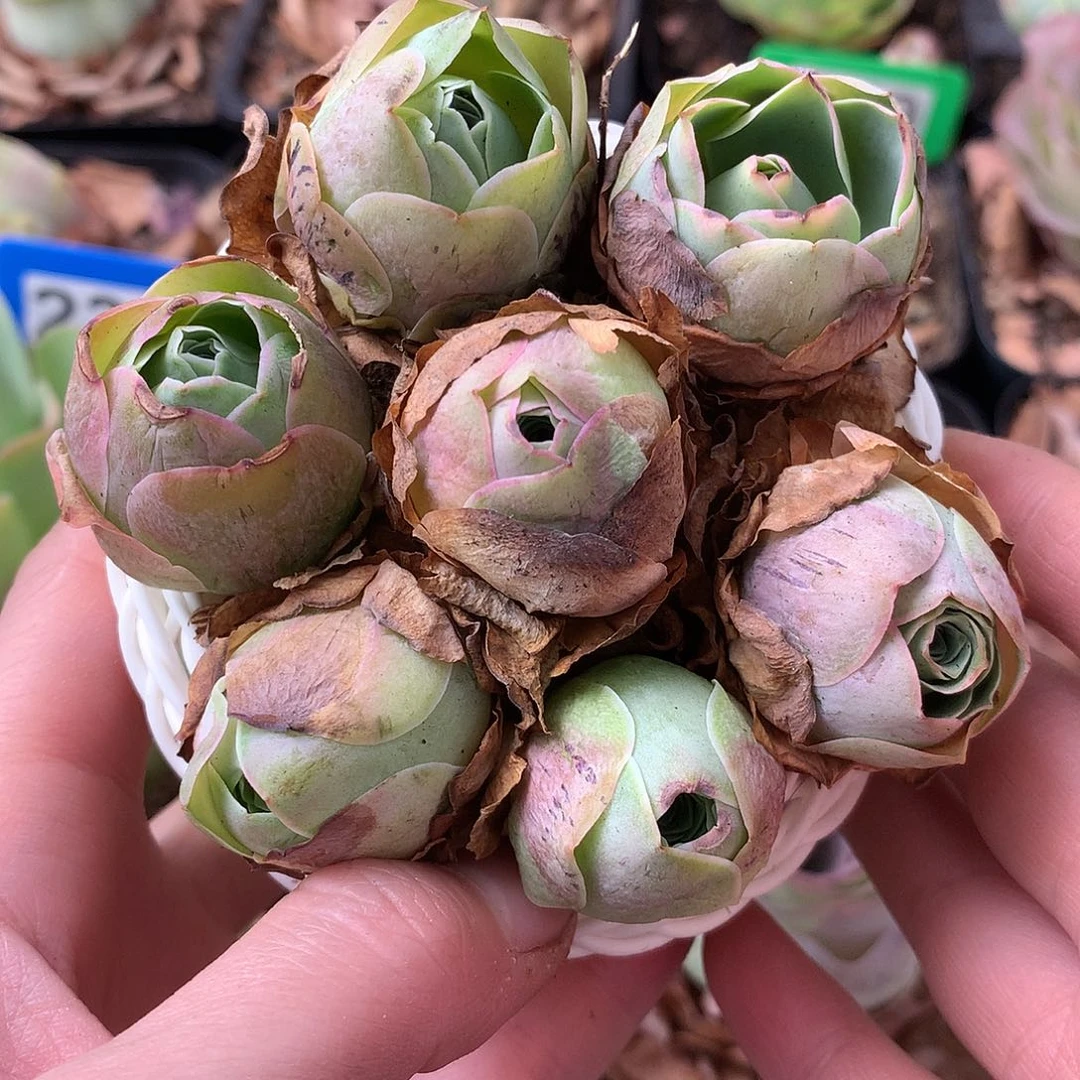 一物一拍精品迷你花篮002