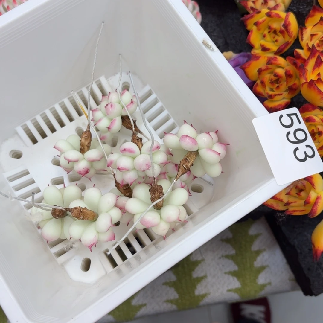 树脂593号哦哦哦哦哦哦哦