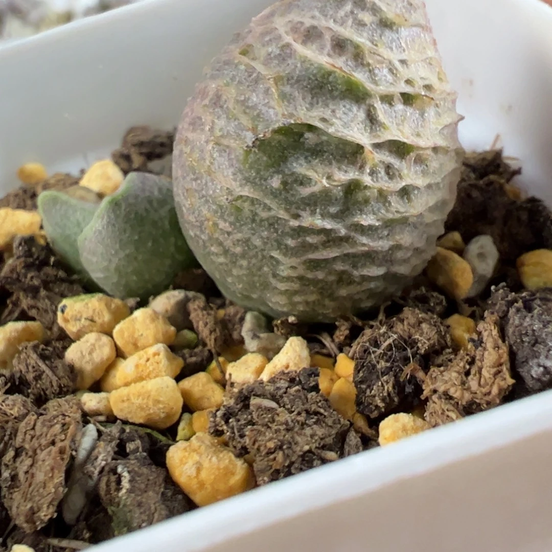 倒刺融冰水泡多肉植物