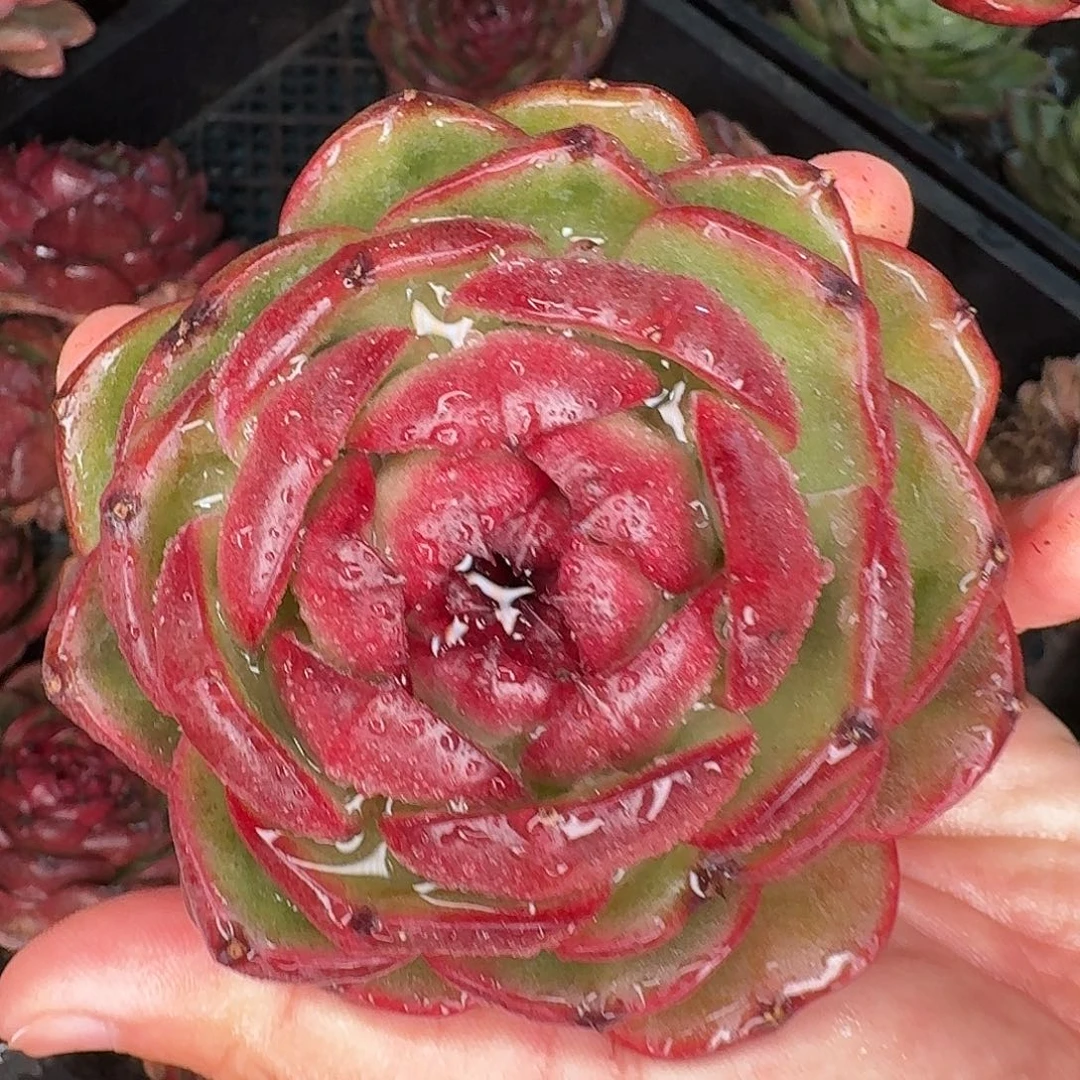 从前慢花园多肉编号-玫瑰宝石