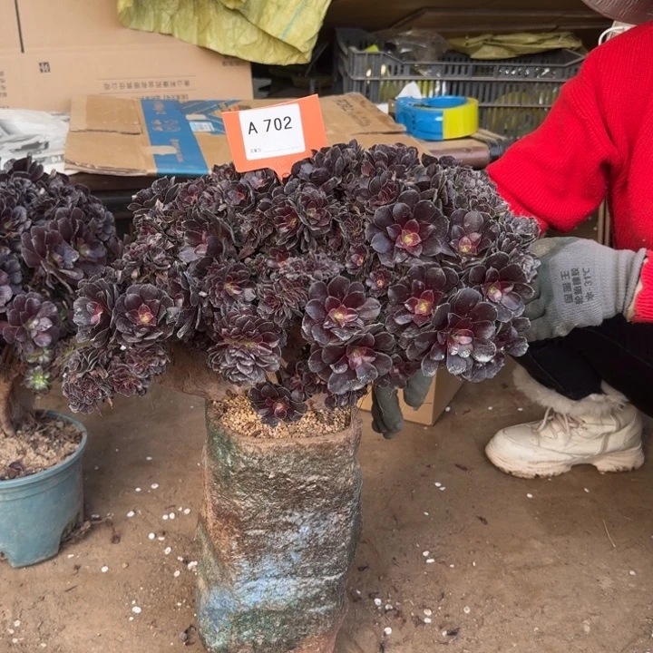 ?****缘702欧紫缀化朵朵老桩