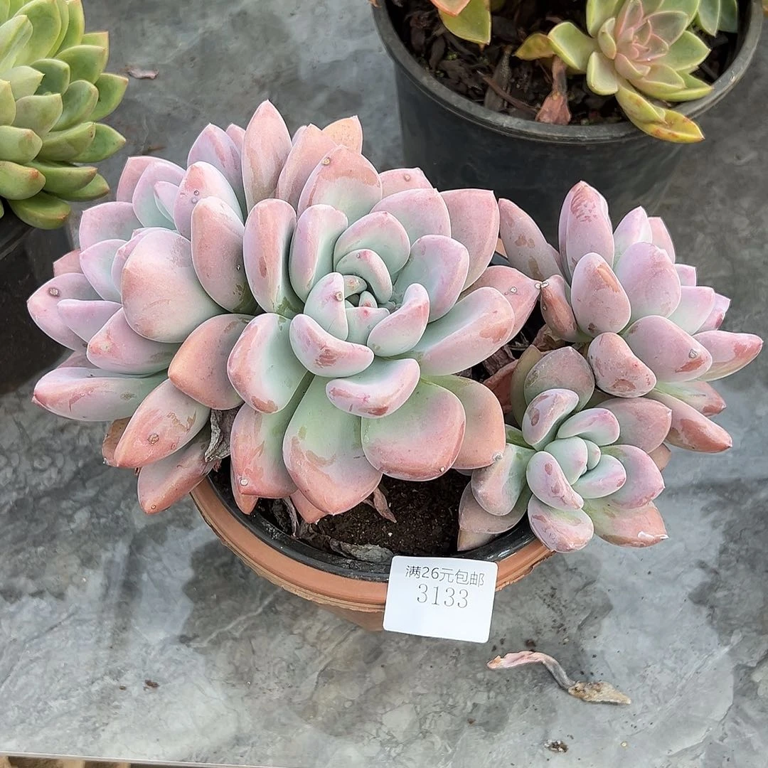 冷***83133奥普多肉植物多肉