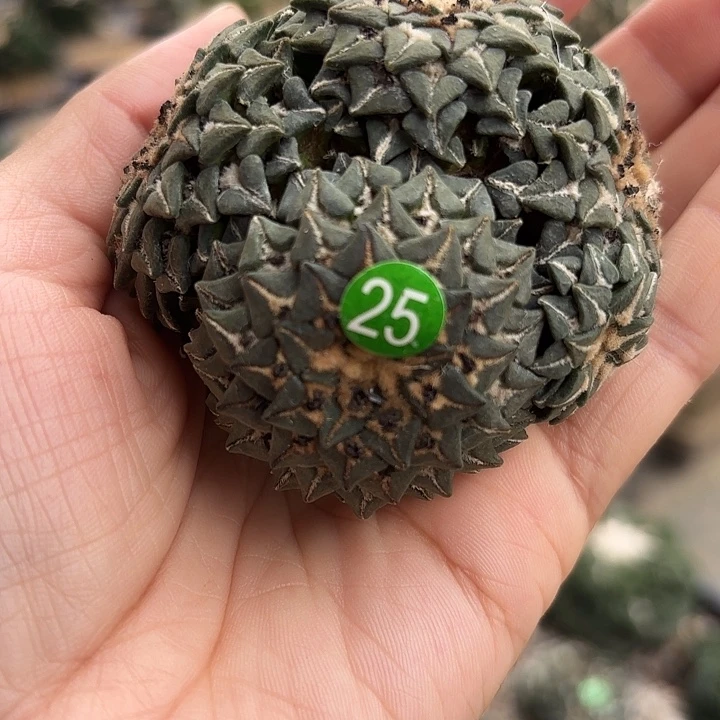 袖蒲苗接落地仙人球25