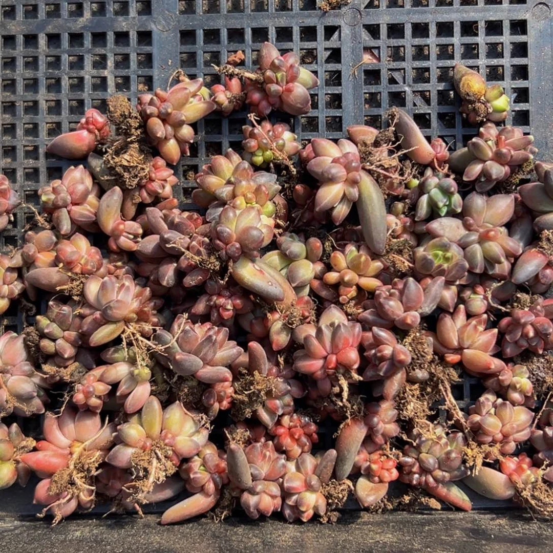 10颗美人系列多肉大小主播口述为准