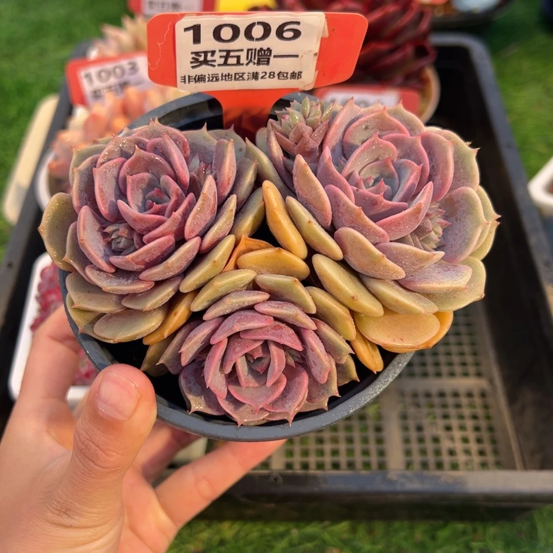 表妹精品多肉1006: