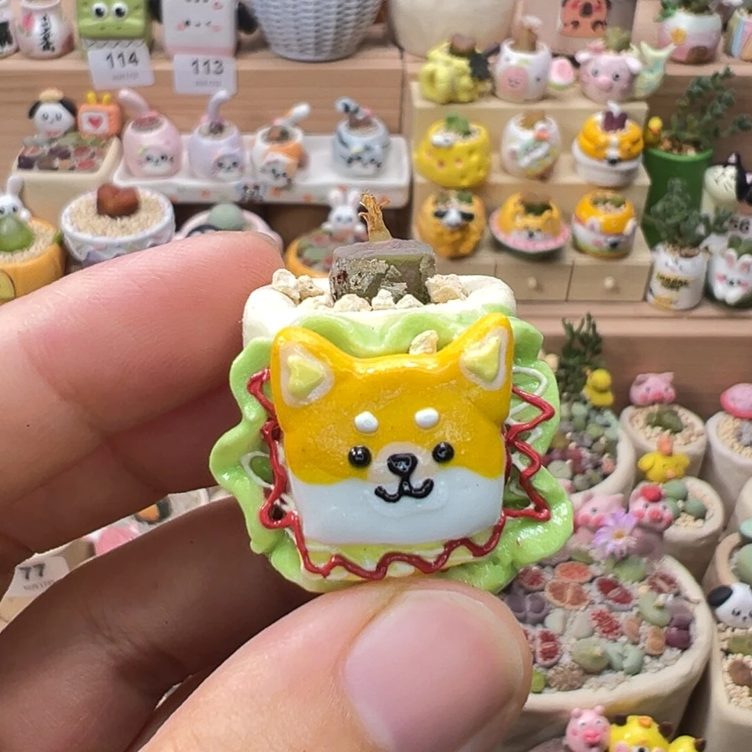 多肉植物141号拇指盆