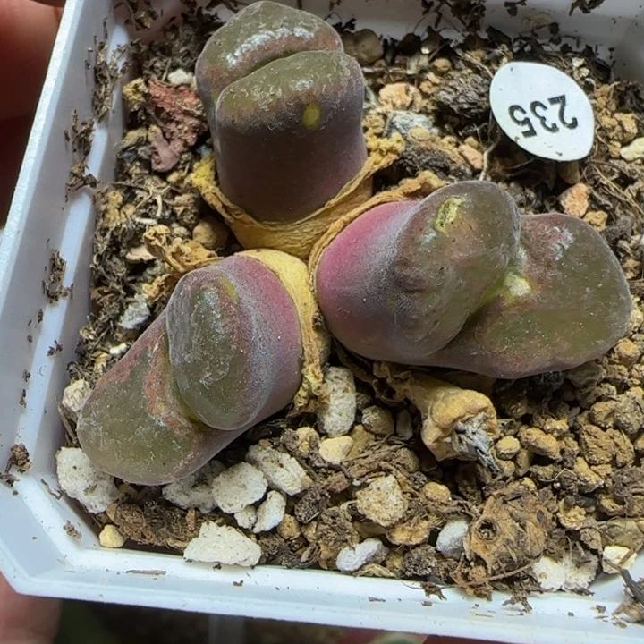 三头瑕疵多肉植物235