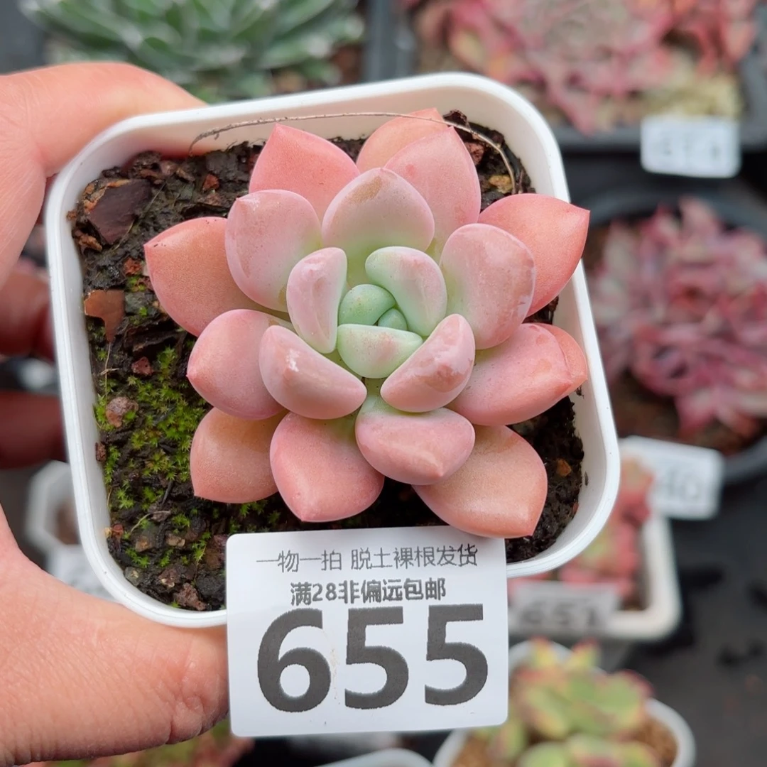 花斑鹿小单头无盆土发货