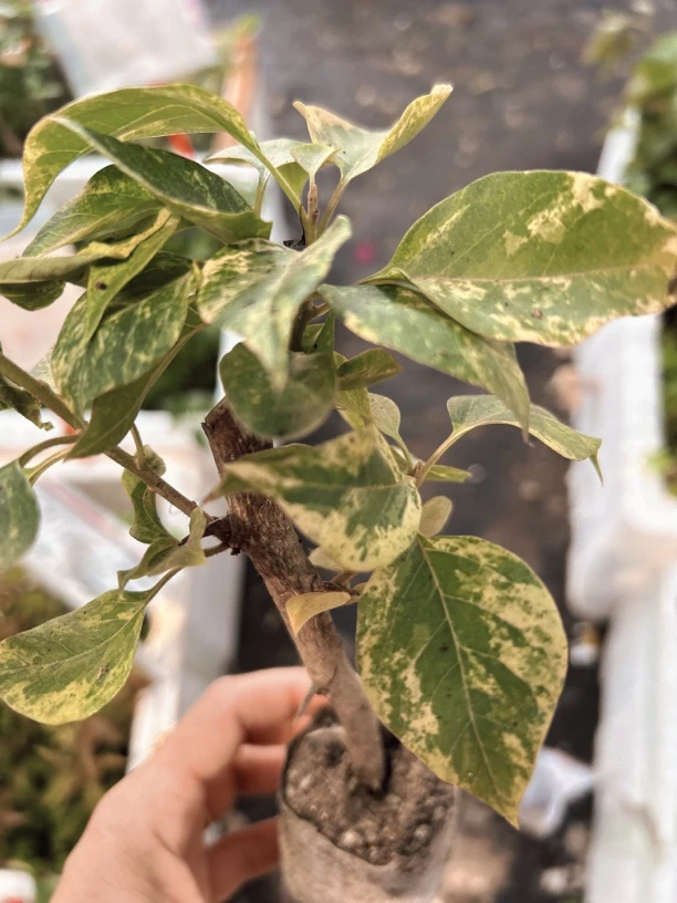 沙班艳丽红（凤祥三角梅）