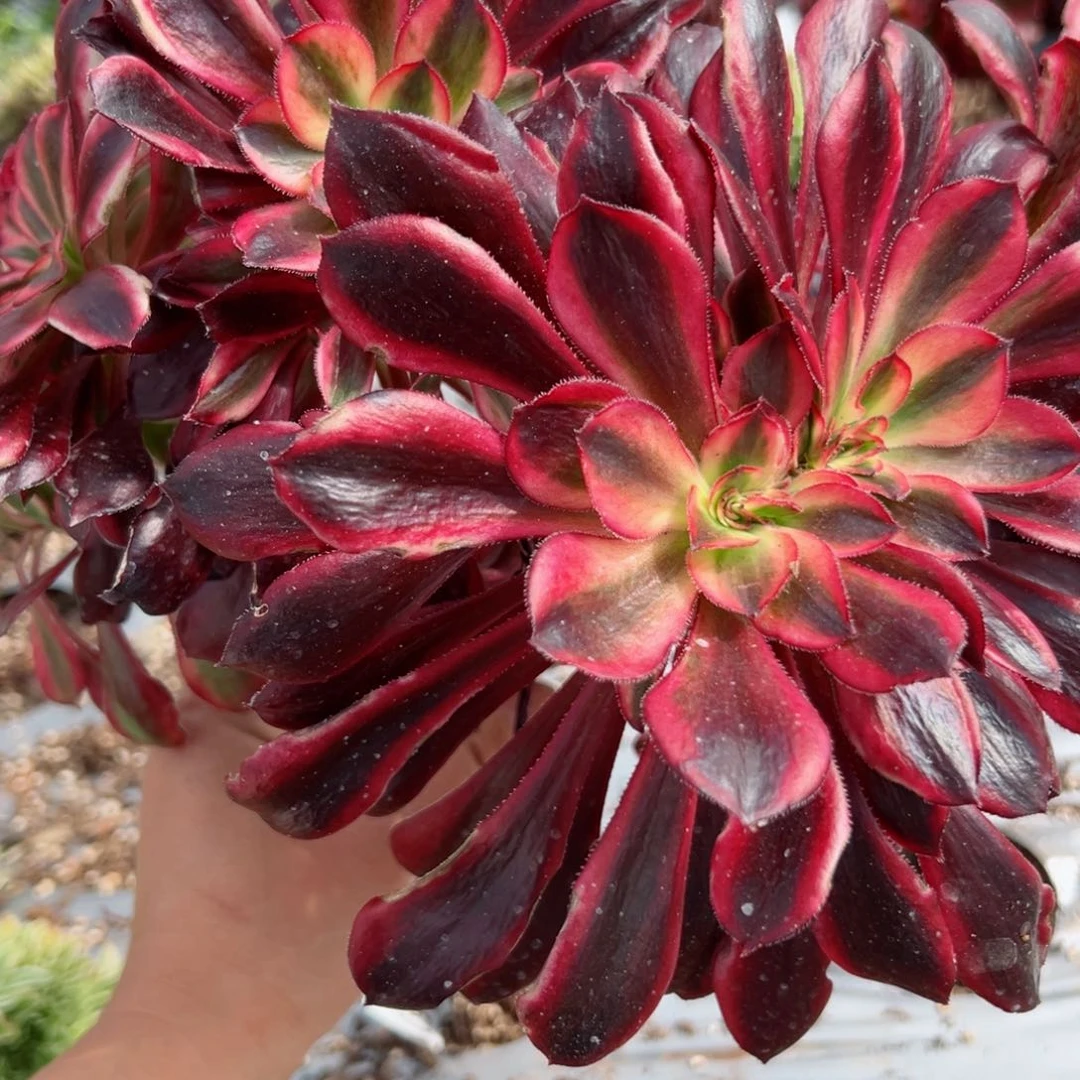 我7156 号多肉法师新年特价