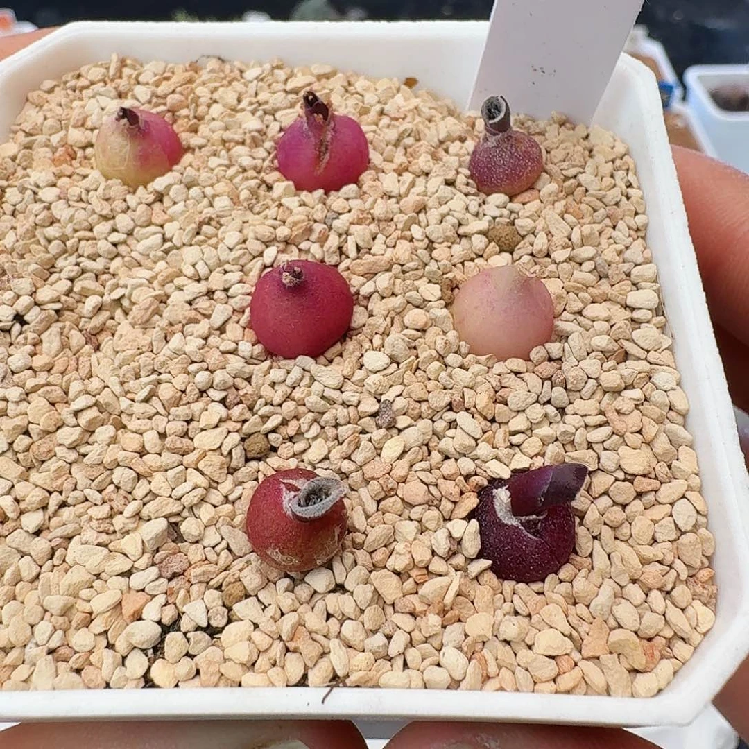 秀丽立金花刺叶立金花27