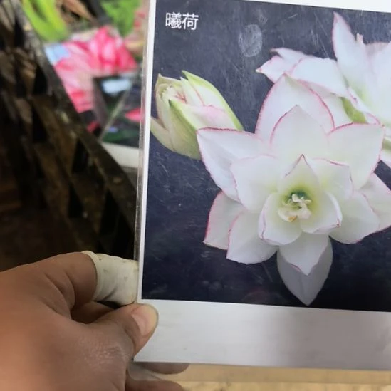当前无花栽培后可以开花曦荷5厘米裸根球