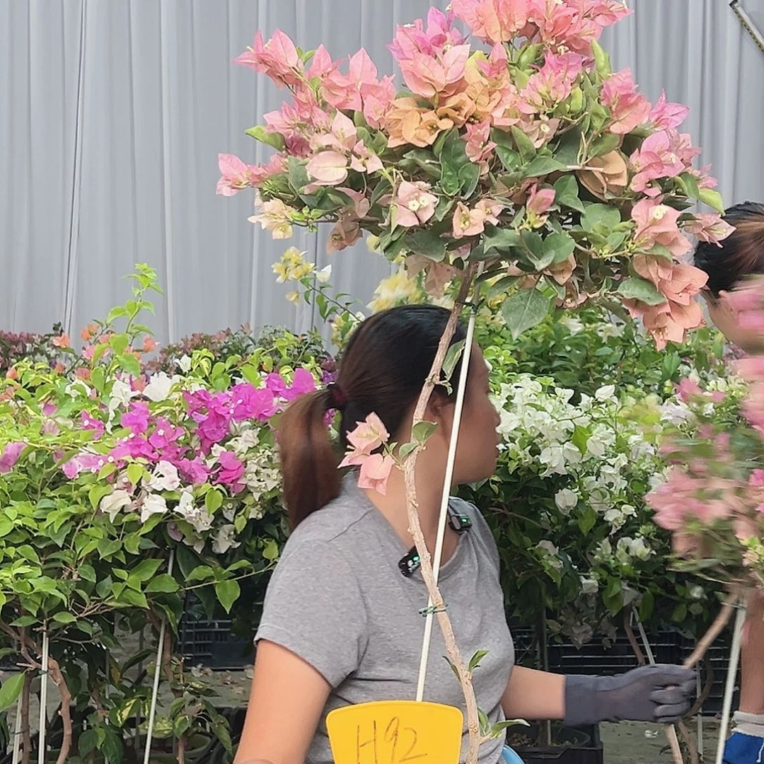 M***梁当前无花栽培后可以开花H92米罗