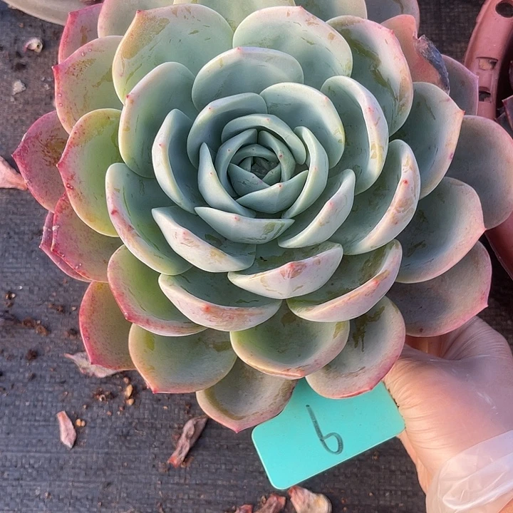 两单包邮，一物一拍9风橙