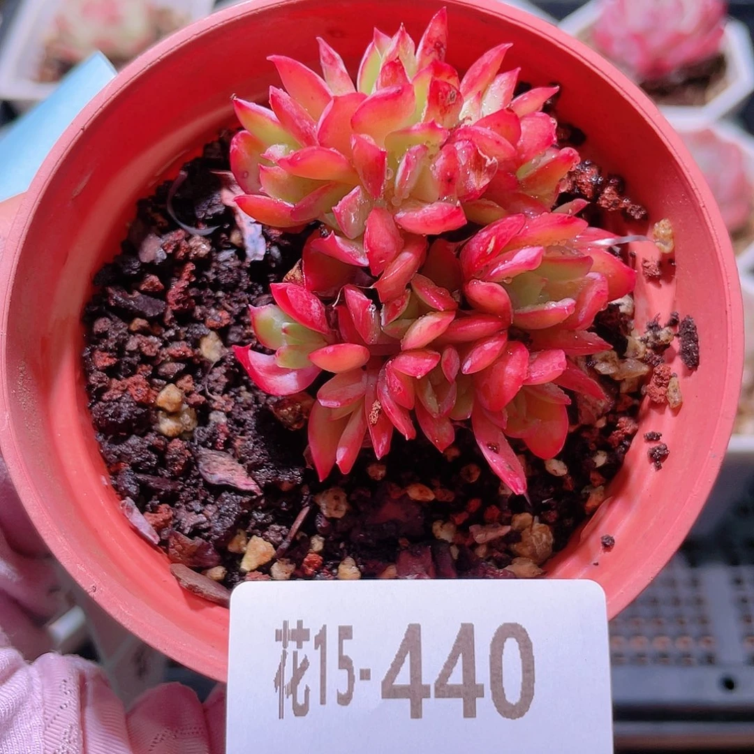 花利美15-440绮罗群