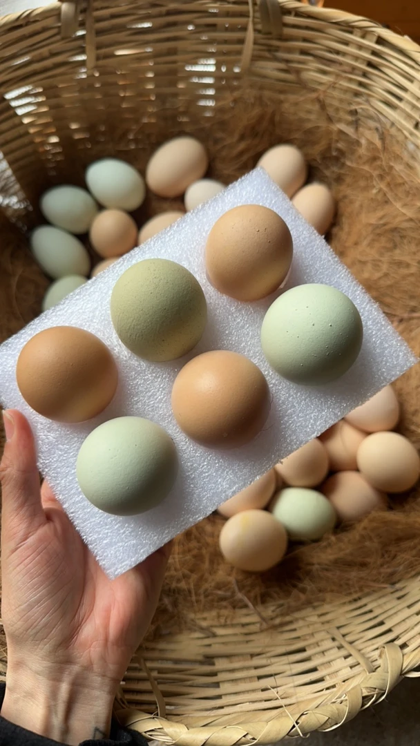 【直播惊喜】6枚粉壳绿壳柚林散养跑山鸡土鸡蛋笨鸡蛋
