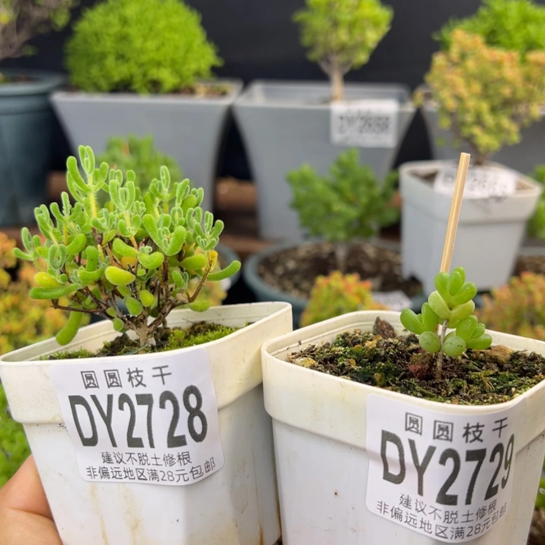 【闪购商品】泡**dy2728实生小星星三代dy2729