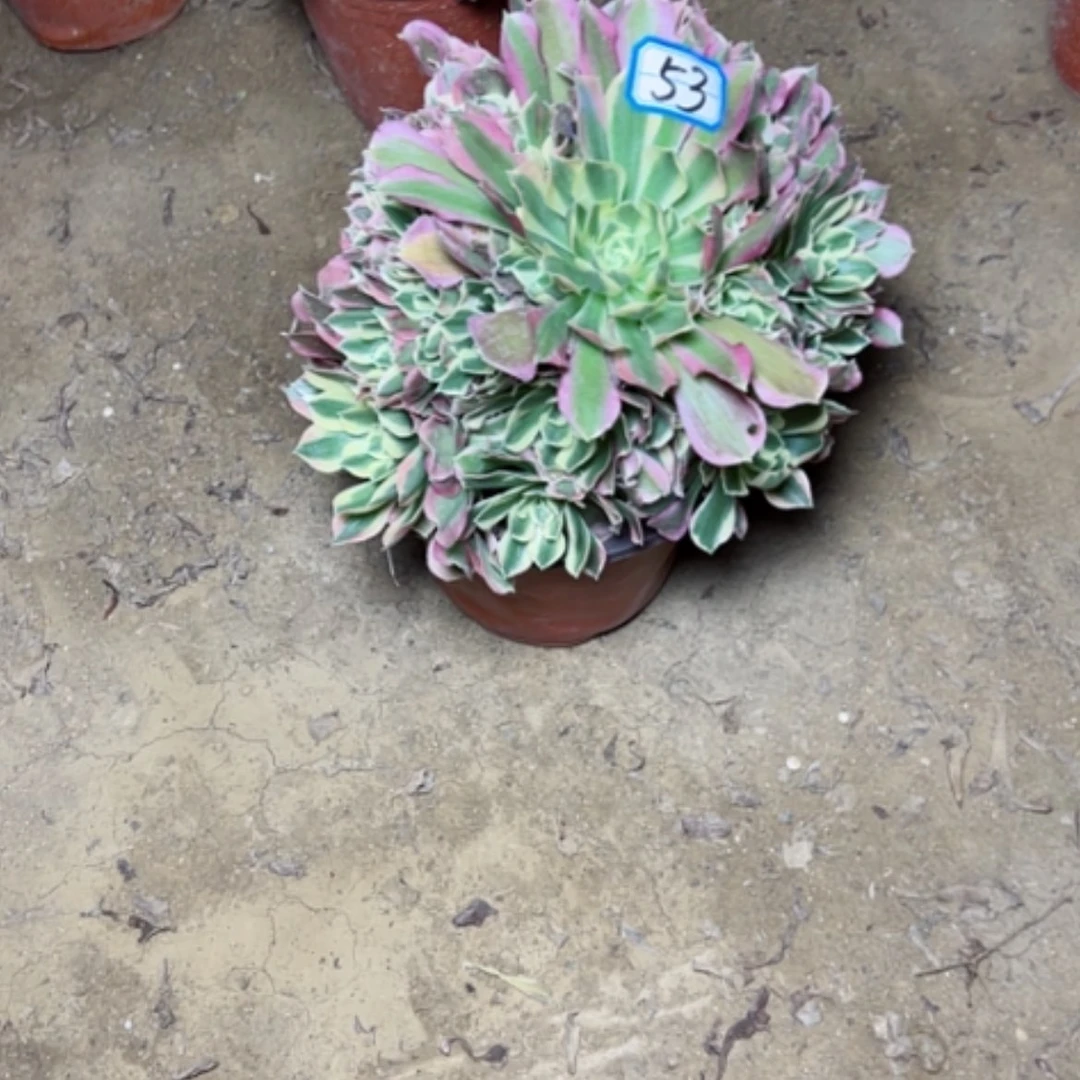 【闪购商品】甜*、多肉植物白凤53