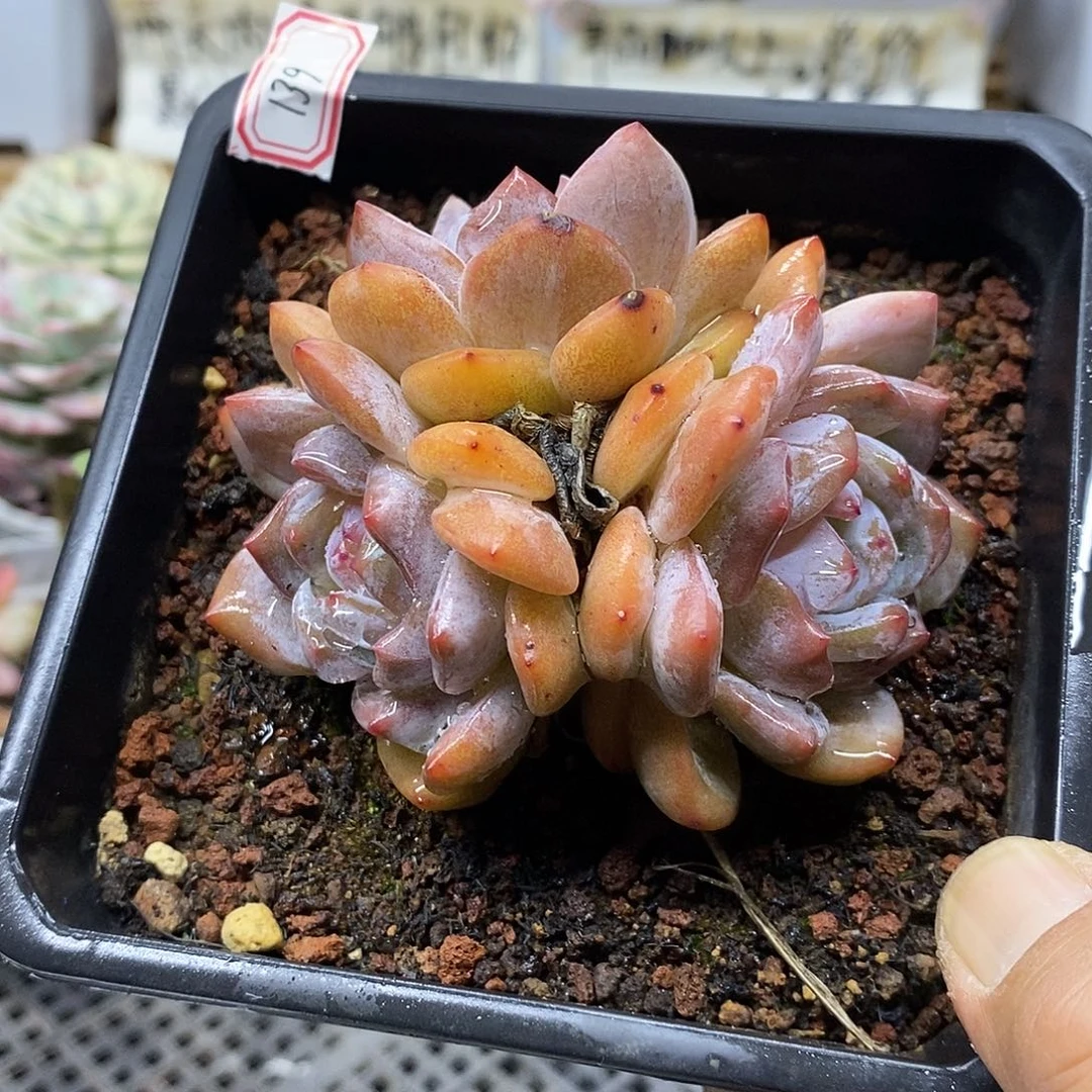 06139 血橙 3 头自然群